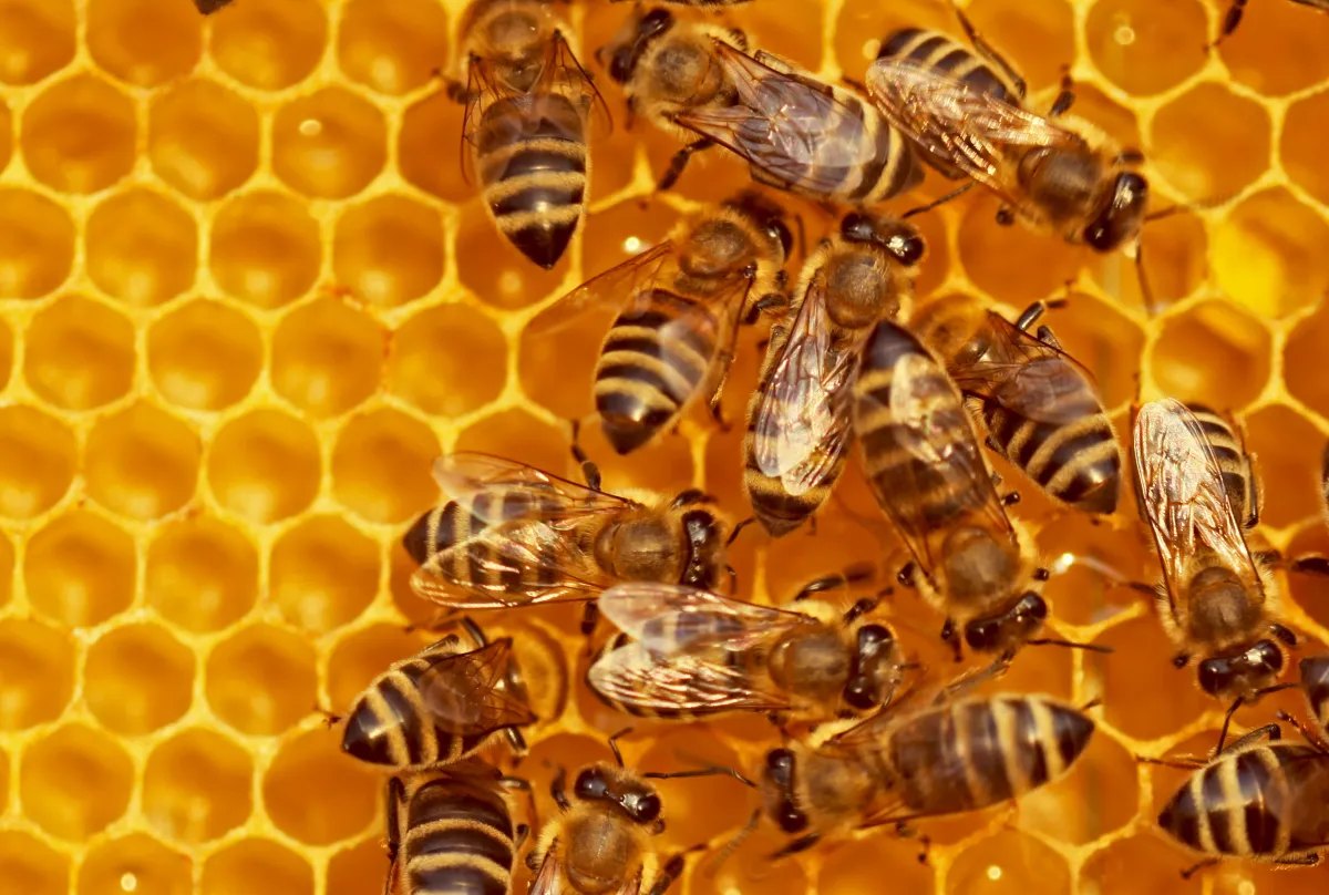 Beehiiv Evolves into an All‑in‑One Platform for Creators: Webinars, Paid Trials and AI Analytics